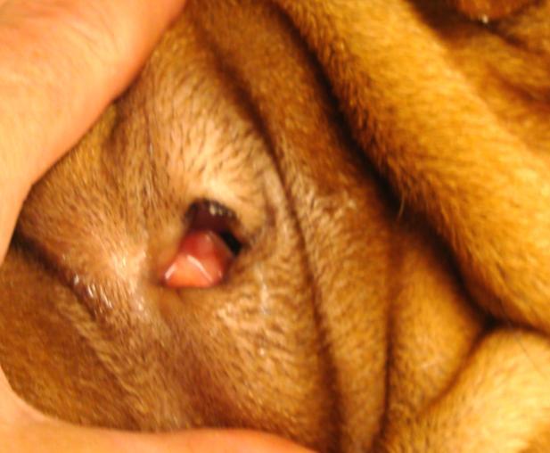 For små øyespalter på grunn av at øyelokkene er for korte ses hos blant annet collie og shetland sheepdog, og hos chow-chow og shar pei der anomalien ofte er kombinert med entropion (fig. 5.2).