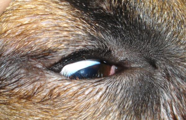 kan mangle støtte mot bulbus, de kan mangle tonus, eller de kan være for korte eller for lange. Figur 5.8 Schæferhund med entropion som angår nedre øyelokk.