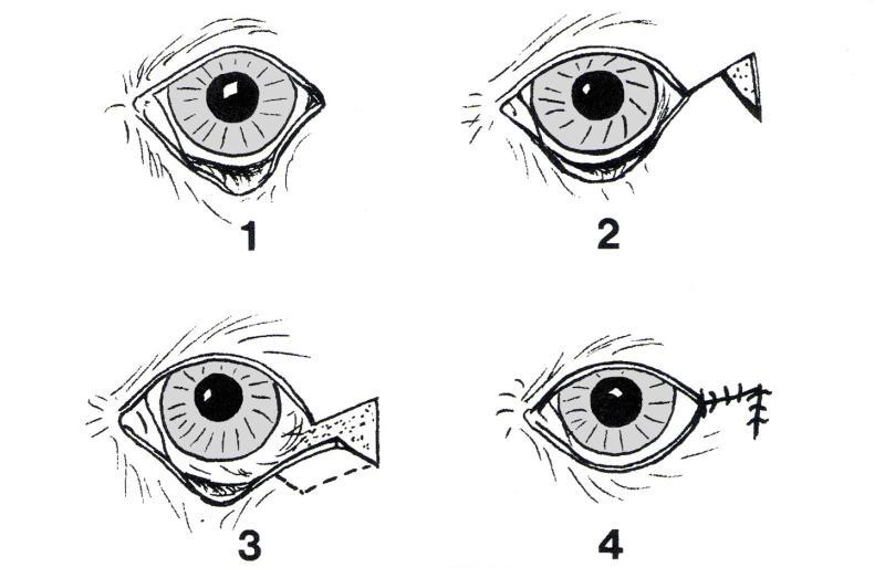 Figur 5.13 Kombinasjon av ektropion og entropion forårsaket av at nedre øyelokkskant er for lang.