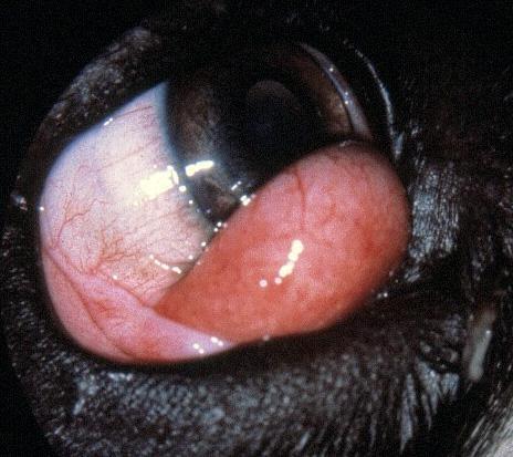 plastkateter eller Prolene 2-0) før suturering hvis nødvendig. Hvis tårekanalen er skadet, sutureres kateteret fast utvendig og blir liggende i to uker.