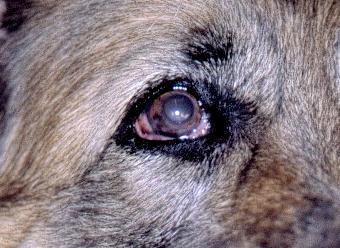 5.8.4 Inflammasjon i blinkhinnen Hos noen hunderaser, først og fremst schæferhund og belgiske fårehunder, forekommer en spesiell form for kronisk bilateral inflammasjon i blinkhinnen.
