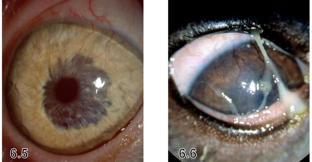 Utstående øyne har en større overflate som skal holdes fuktig enn mer dyptliggende øyne. Figur 6.5 Keratokonjunktivitis sicca (KCS) med milde symptomer.