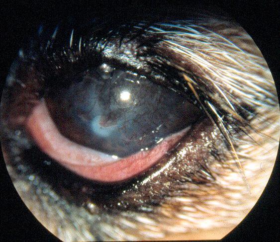 Øyet er relativt klart fordi det er grundig rengjort i forbindelse med undersøkelsen Hunder kan være født med hypoplastiske tårekjertler.