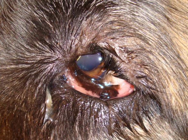 gi konjunktivitt som ett av flere symptomer. Med økt reiseaktivitet er dette er sykdom som også forekommer på hunder i Norge.