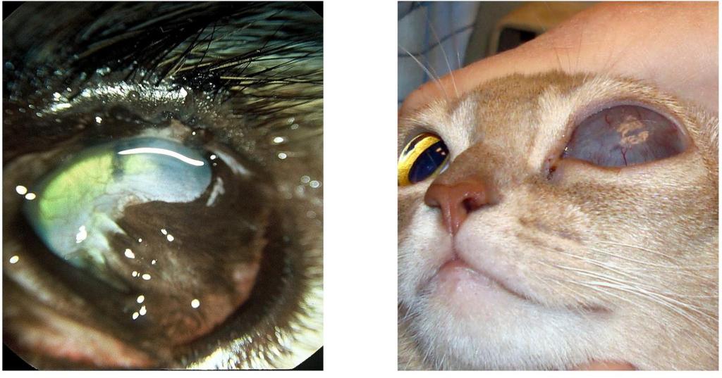 8 Katt med buftalmos på grunn av herpesindusert panoftalmitt Eldre katter med residiverende FHV-1 infeksjon viser ofte bare moderate symptomer fra øvre luftveier.