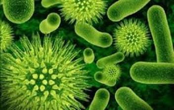 Bakterier som lever