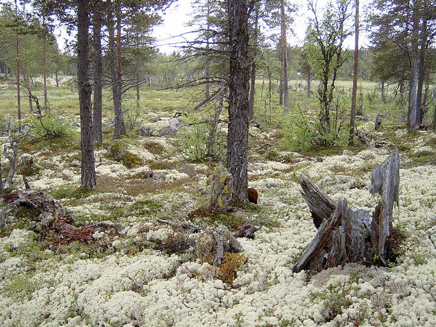 Foto: Kim Abel En del gamle stubber står igjen etter