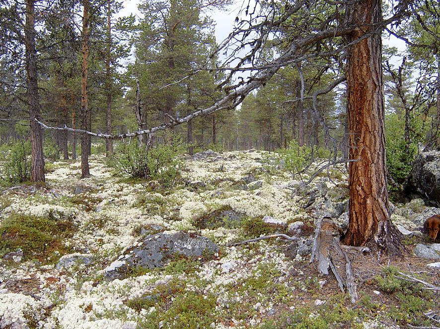 De fleste funnene av ulvelav er på slike gamle stubber.