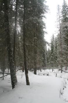 Det er så å si ikke vernet svartorforekomster i Trøndelag tidligere, og større trær av svartor er sjeldne i denne delen av landet. Areal: Ca. 250 da.