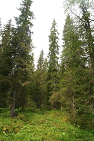 Svært grov skog. Areal Ca. 855 da. Verneverdi: A som naturtypelokalitet. Som en del av Kvamsfjellet: *** - nasjonal.