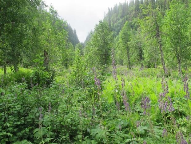 Svært markert bekkekløft på rike bergarter, med stor variasjon i vegetasjonstyper, med høgstaude- og storbregnegranskog, lågurtskog, samt fattig blåbærgranskog.