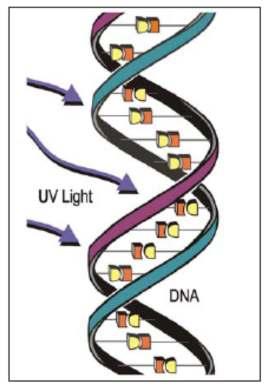 Virkning UV-light penetrates the cell wall, attacks the DNA and prevents