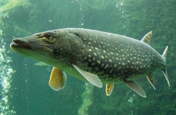 2. Gjedde og ørekyt er regionalt fremmede ferskvannsfisk Blant de regionalt fremmede artene representerer ørekyt, gjedde, mort og sørv den største trusselen.