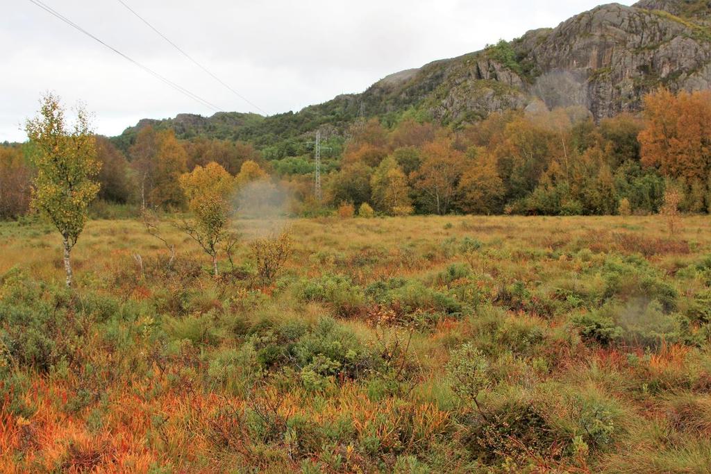 Figur 15. Utsikt fra vest i retning nord-nordøst langs kraftlinja på myr 5. Foto: M. Fandrem, 13.09.2017 3.1.6 Beiteområdet i øst Det østligste området består stort sett av fuktig beiteskog/-eng.