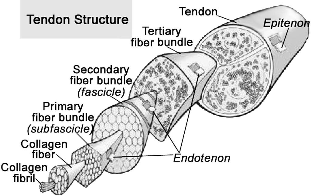 2.1 Anatomi og fysiologi på friske sener 2.1.1 Senens struktur og bestanddeler Figur 1.