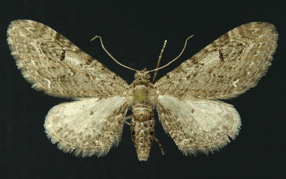 Eupithecia innotata (Hufnagel, 1767) malurtdvergmåler (Figur 15), VU Denne arten lever først og fremst på markmalurt, men kan også finnes på busker som hagtorn og slåpetorn.
