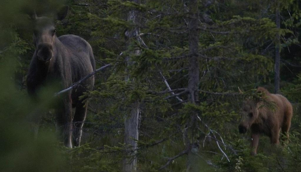 Bestandskondisjon Produktiviteten (kalveproduksjonen) har avtatt betydelig i Agderfylkene i perioden 1990-2017 Eksempel: For å produsere 100 kalv trengs det 40-50 flere kyr i 2017 sammenlignet med