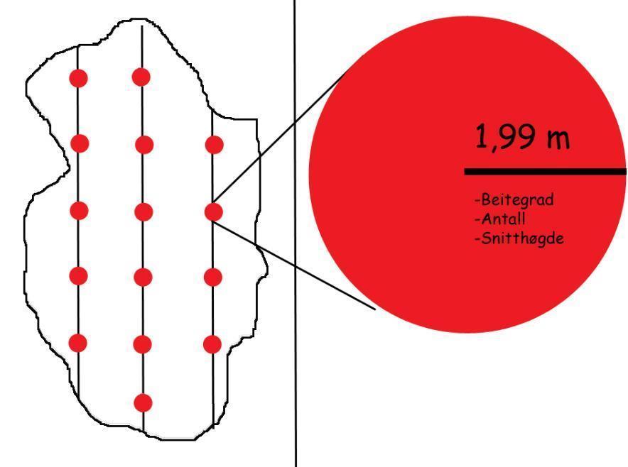 Flateforband Bestandsareal Avstand mellom takstlinjer Avstand mellom prøveflater 5 dekar 15 m 10 m 10 dekar 20 m 15 m 15 dekar 25 m 20 m 20 dekar 35 m 20