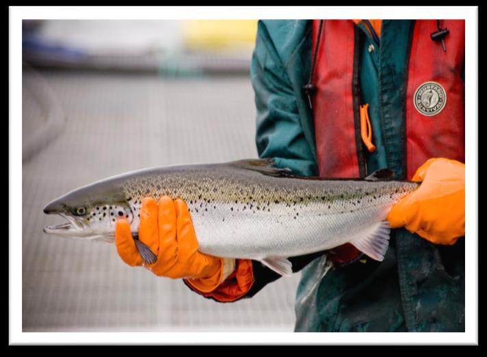 Standardisering av lusetellinger bruk av telleteam - Fiskehelsenettverkene i Hardanger, Rogaland Sunnhordland, Nordhordland og Midt-Hordaland har telleteam - Startet i 2013-2015 - Innom alle anlegg