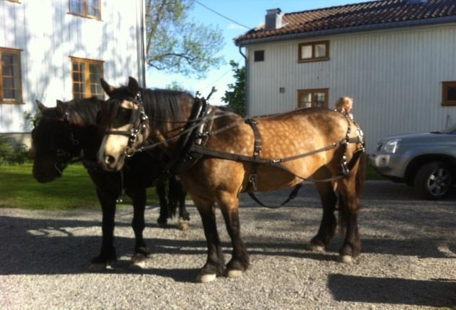 Instruksjon til elevene Hovedmål for dagen er å bli kjent med hesten og generell omgang med hest.