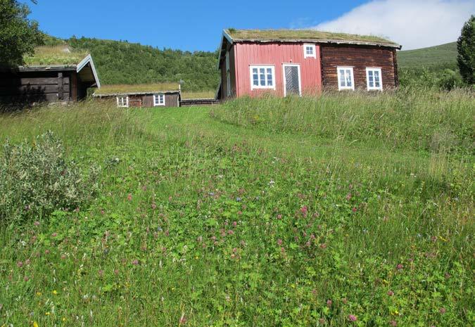 urter og spredt med tyrihjelm.