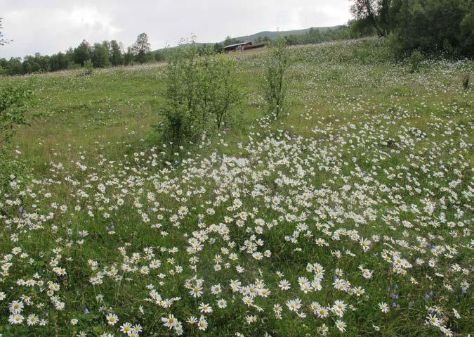 20361 - Buenget har en åpen voll som var ganske