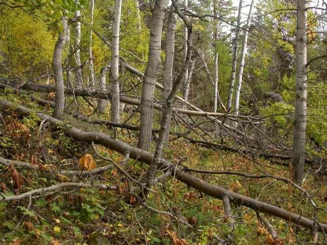 Geologi Området har i sin helhet fyllitt/glimmerskifer (NGU 2006). Nakent berg kommer fram i hele lia i øvre del som sva og større, langstrakte bergvegger.