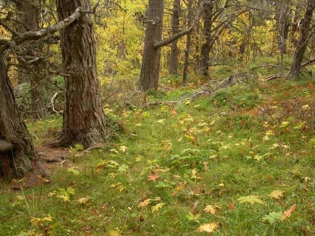 vanlig. Noen lier har også mosaikk av bærlyngskog og høgstaude- eller lågurtskog i striper nedover dalsidene (f eks Darthuslia og området sør for Flatningen).