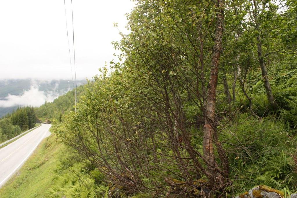 Bunnsjiktet består av harerug, tiriltunge, marihånd, fjellmarihånd, åkersnelle, engsyre, teiebær og tyrihjelm. Figur 6. Nederst mot veien finnes en elv og fuktig mark rundt denne.