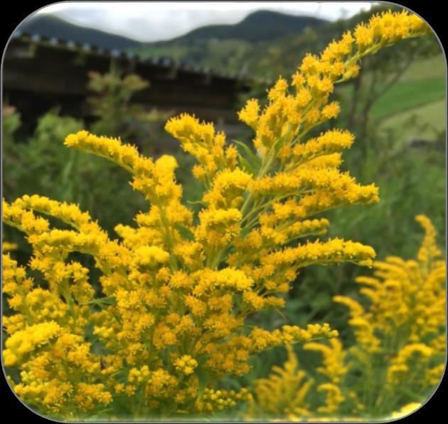 Gullrisarter (Solidago spp.) Arter: kanadagullris (SE) og kjempegullris (S. gigantea) (HI). Artene har noe ulik morfologi, men behandles likt med tanke på håndtering av løsmasser hvor artene vokser.