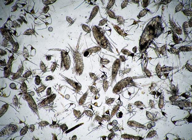 - Mikrozooplankton (0,01 mm, som i norske farvann er dominert av larvene til virvelløse bentiske dyr.