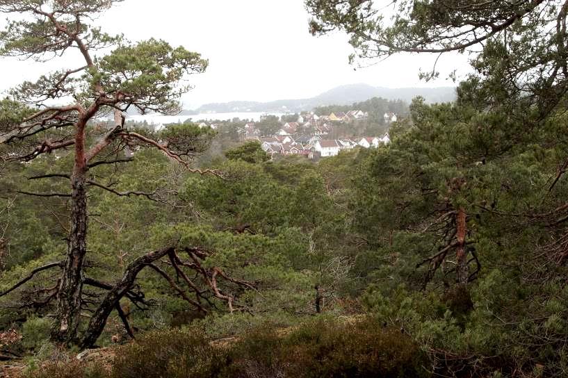 Biologisk mangfold Øygardsheia Søgne kommune