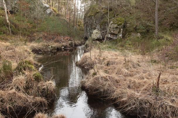 kan ha vært besøkt av en omstreifende bever.