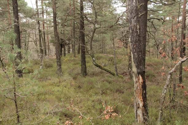 fjell i dagen på toppene, og