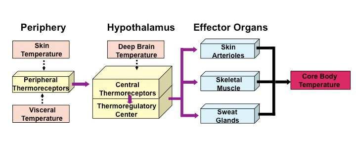 Temperaturregulering Effektorsystem Autonom Somatomotorisk Endokrin Atferd Temp < Set point Kuldesenter i bakre hypothalamus Koordinerer nedsatt varmetap & økt varmeproduskjon -kutanvasokonstriksjon