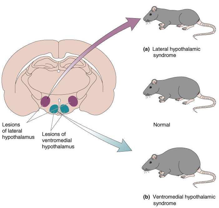 Matinntak Hypothalamus fungere ikke som en selvstending senter, men som en organisator av målrettet atferd som har med matinntak å gjøre. Metthetssenter (n.