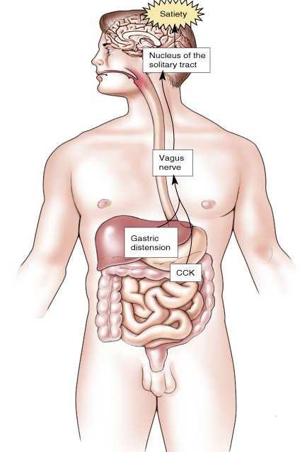 Mage/tarmhormoner som ghrelin og cholecystokinin (CCK)