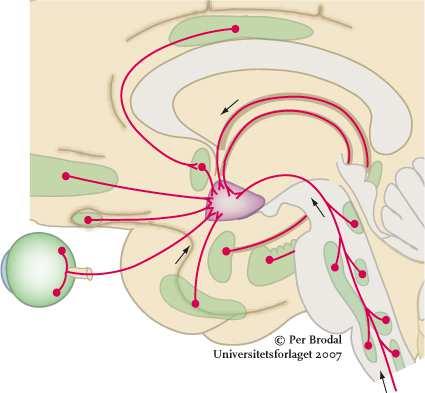 Afferente forbindelser til hypothalamus Gyrus cinguli fornix Stria terminalis fra
