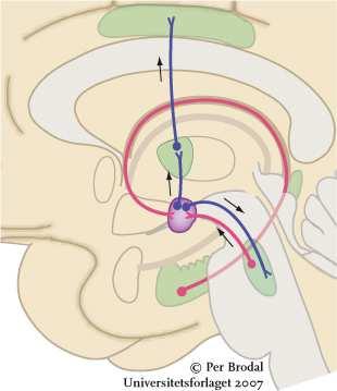 Gyrus cinguli fornix Thalamus n.