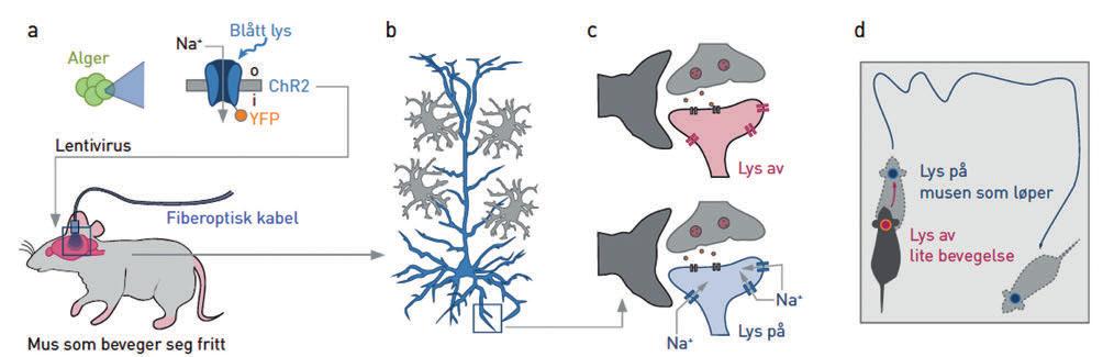 Figur 4. Fjernstyring av mus med optogenetikk. Genet for Channelrhodopsin 2(ChR2) «klippes ut» av alger og «limes inn» i hjerneceller hos mus ved hjelp av en lenti-virusvektor.