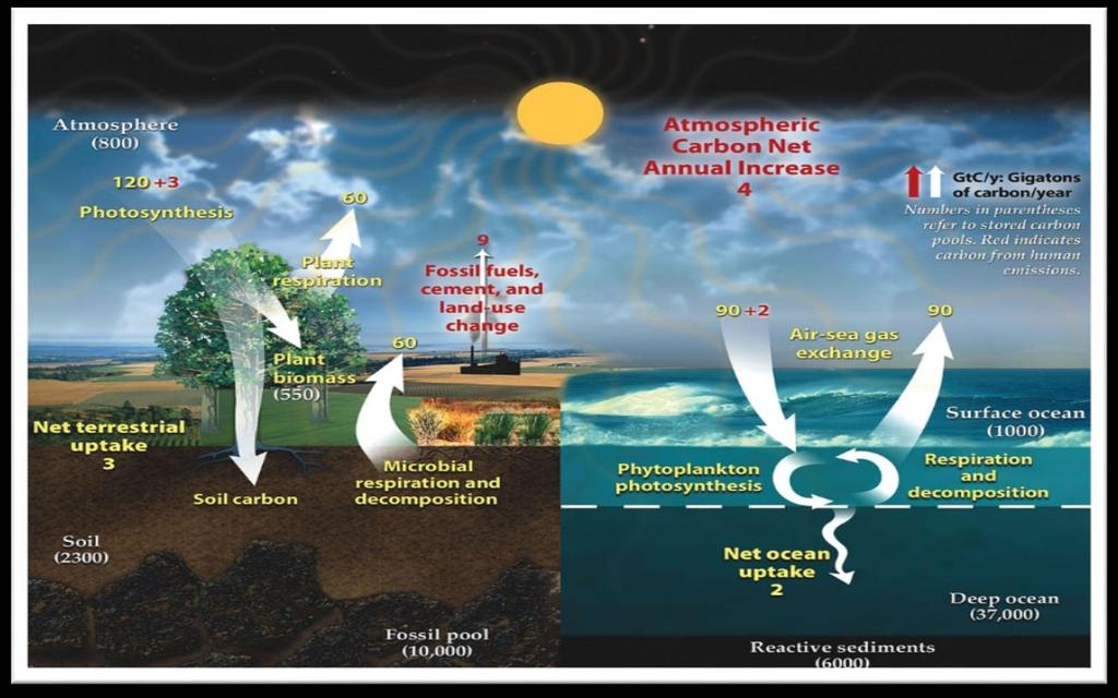 5 MYR: ET AV VERDENS VIKTIGSTE KARBONLAGRE Hvert år slipper mennesker ut i størrelsesorden 9 milliarder tonn karbon til atmosfæren.