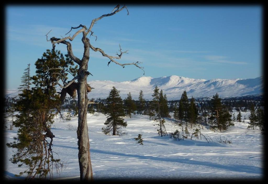 Fra Selbuskogen er det preparerte skispor de ca.