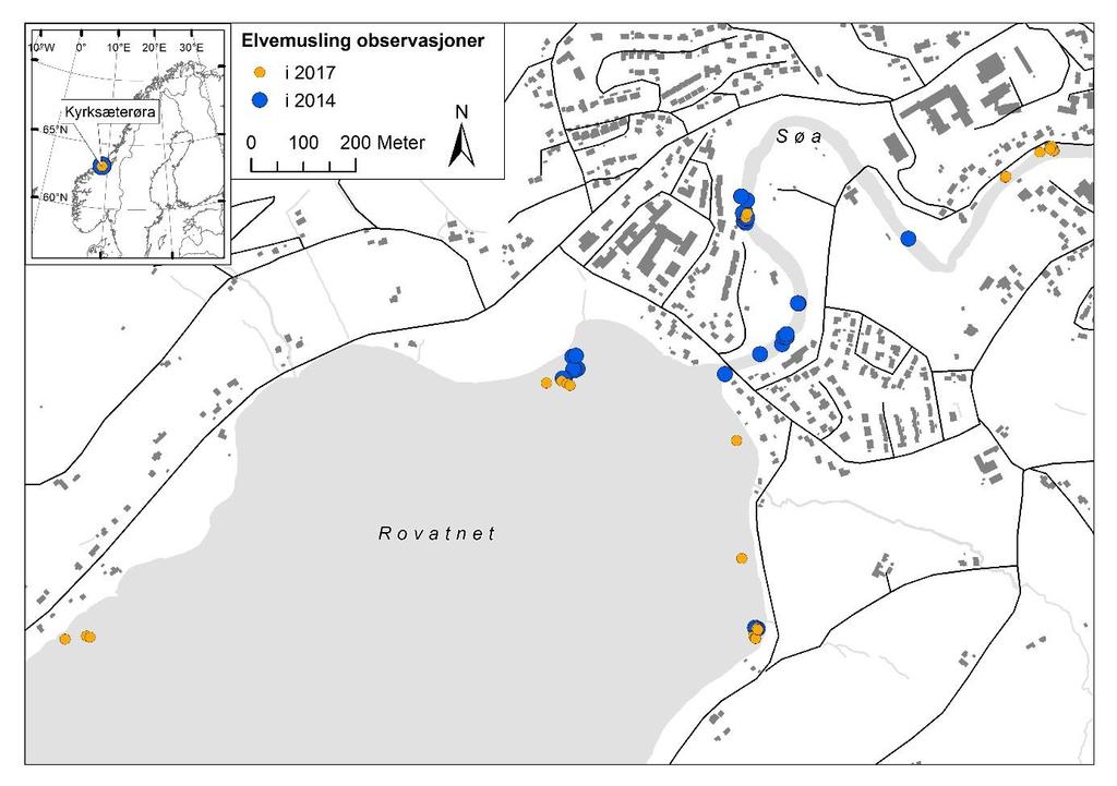3.6.2 Kartlegging av voksen elvemusling I Rovatnet ble det gjort søk i flere områder for å supplere tidligere undersøkelser (Hansen 2014, Sjursen & Kjærstad 2015).