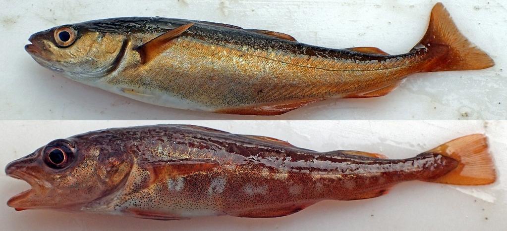 3.5.2 Fisk og skalldyrundersøkelser Før prøvehøstingen i Nordland i 217 ble det gjennomført innledende fisk og skalldyrundersøkelser i et prøvehøstefelt (PF19) og referansefelt i Horsvær