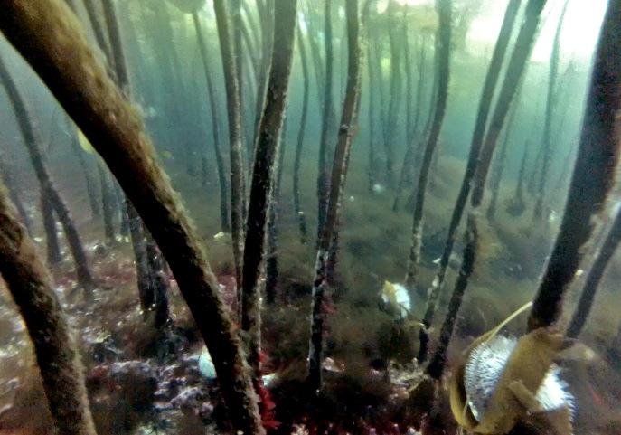 En gjennomsnittlig alder på over 5 år hos tareplanter samlet inn fire år etter høsting, indikerer at tarevegetasjonen på trålflatene hovedsakelig ble rekruttert fra tareplanter som var tilstede i