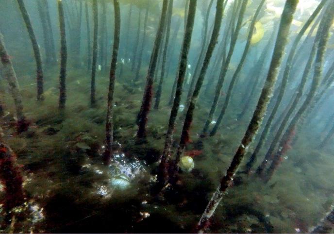 Tidligere undersøkelser fra Nord-Trøndelag har også vist at den reetablerende tarevegetasjonen på høstefelt i stor grad rekrutteres fra planter som overlevde taretrålen (Steen et al. 214b, 216a).