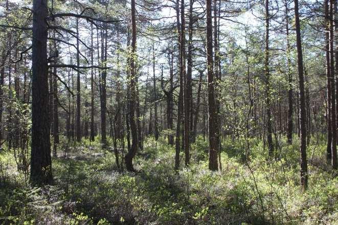 4/8 HOLTESKOGEN OG KAMPENESMYRA NORD NÆRINGSOMRÅDER - KONSEKVENSUTREDNING og vedaktige busker.