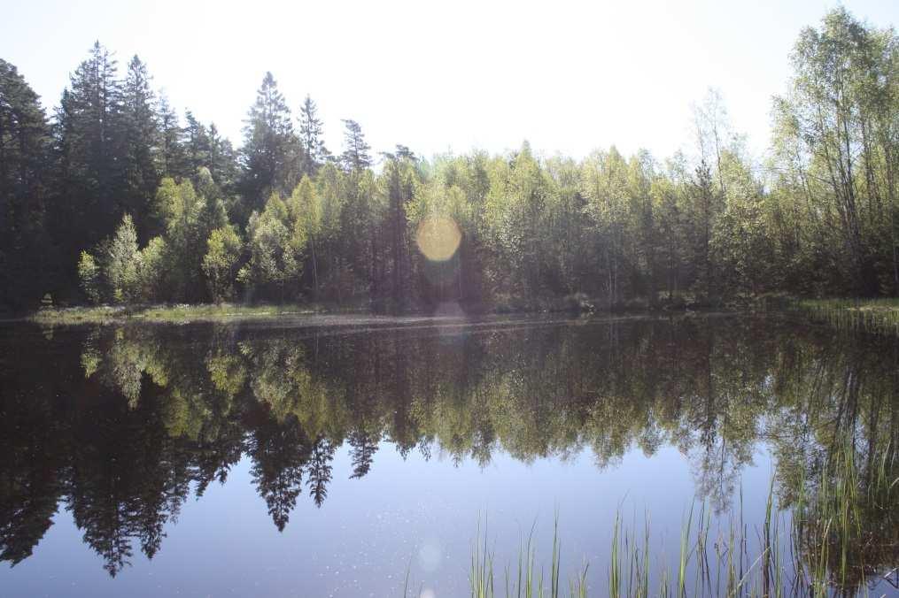 HOLTESKOGEN NÆRINGSOMRÅDE - KONSEKVENSUTREDNING 7/8 Figur 7 - Oppdemt tjern.