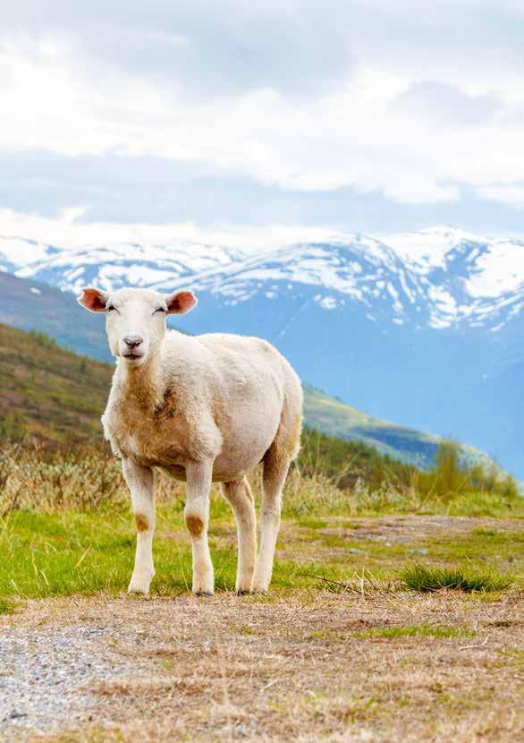 DRØV Kraftfôr til sau og geit Det ernæringsmessige innholdet i kraftfôrblandinger til sau og geit er under kontinuerlig utvikling.