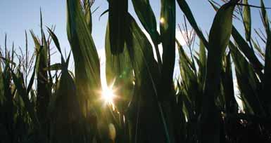 značaja za maksimalni prinos kukuruza. Jedna od najvažnijih sekundarnih osobina kod sinhronizacije cvetanja kukuruza u nepovoljnim uslovima je ASI (interval cvetanja svile).